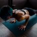 asana rebel workout